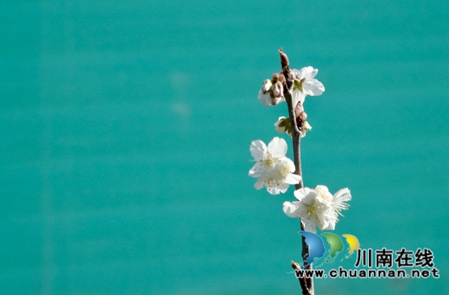 古蔺：千亩樱桃花盛开“堆云叠雪”(图11)