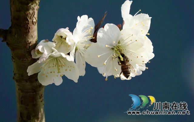 古蔺：千亩樱桃花盛开“堆云叠雪”(图13)