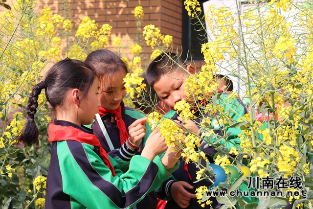 泸县城东小学:把春天搬进校园(图5) 泸县城东小学:把春天搬进校园(图5)