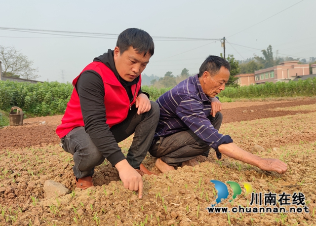 泸县海潮镇:高粱地里备耕忙,“田管家”巡田保丰收(图4) 泸县海潮镇:高粱地里备耕忙,“田管家”巡田保丰收(图4)