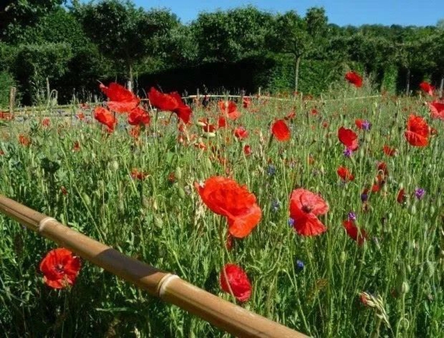 毒偏方，泸州两女子深山种罂粟2000余株(图3)