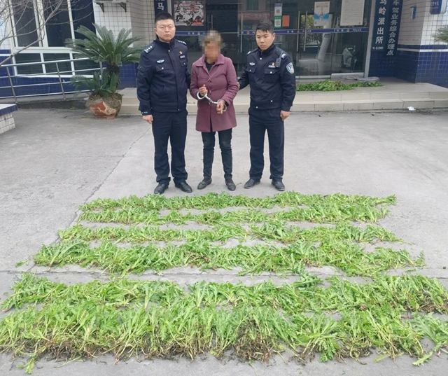 毒偏方，泸州两女子深山种罂粟2000余株(图5)