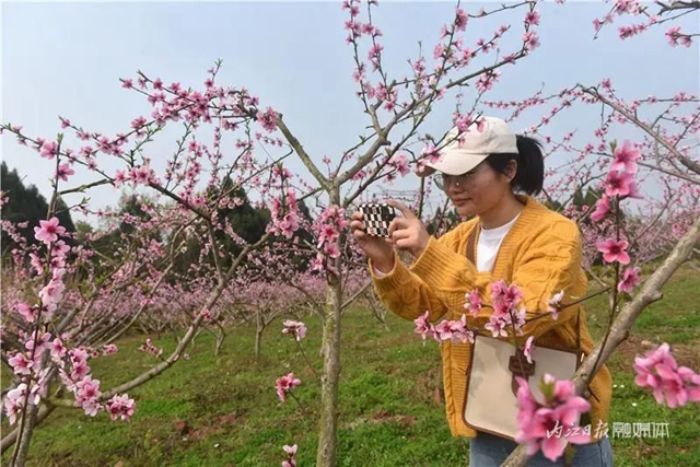 内江人,快来看桃花啦!(图2) 内江人,快来看桃花啦!(图2)