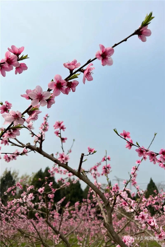 内江人,快来看桃花啦!(图3) 内江人,快来看桃花啦!(图3)