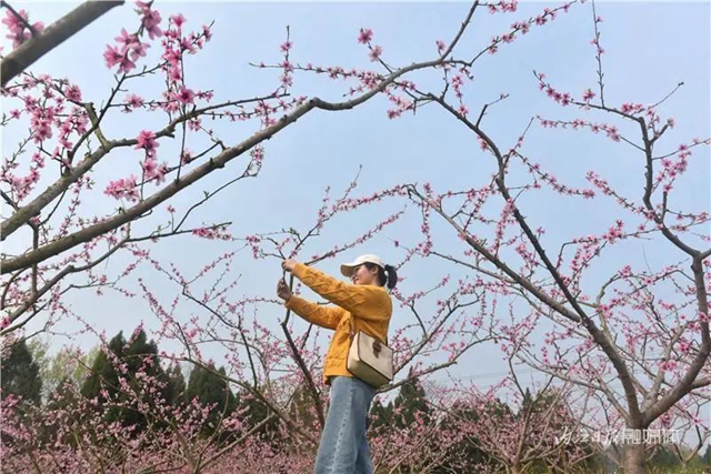 内江人,快来看桃花啦!(图4) 内江人,快来看桃花啦!(图4)