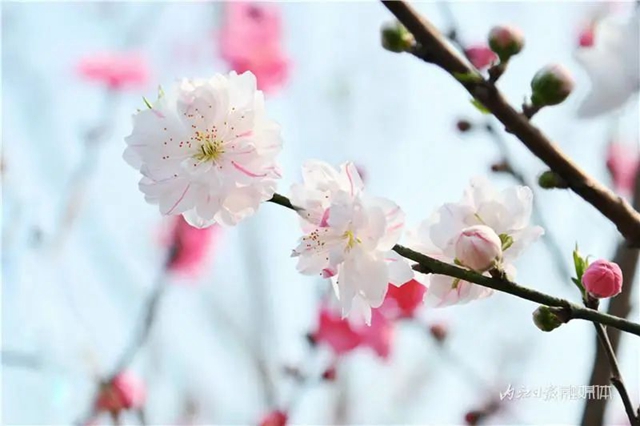 内江人,快来看桃花啦!(图5) 内江人,快来看桃花啦!(图5)