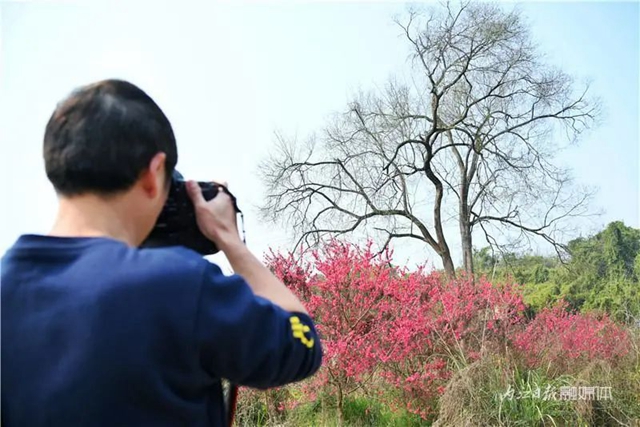 内江人,快来看桃花啦!(图6) 内江人,快来看桃花啦!(图6)
