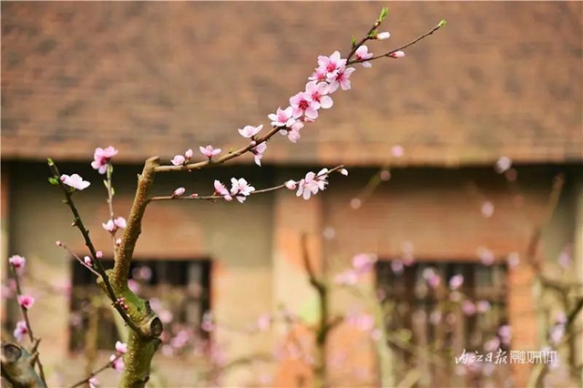 内江人,快来看桃花啦!(图7) 内江人,快来看桃花啦!(图7)