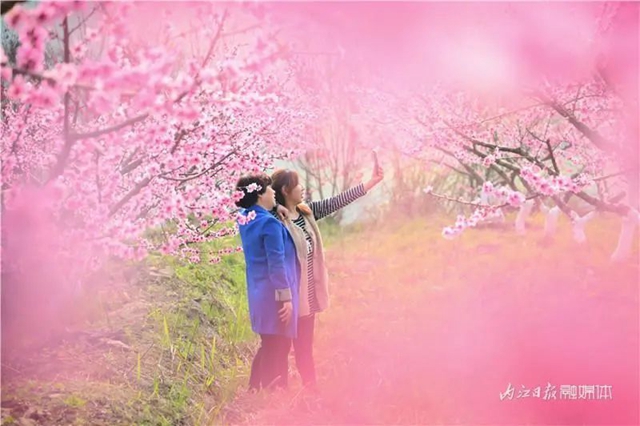 内江人,快来看桃花啦!(图10) 内江人,快来看桃花啦!(图10)