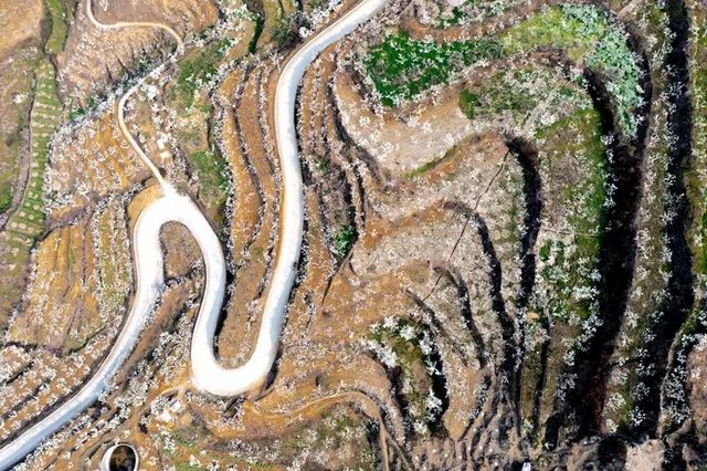 叙永乌蒙花海万亩桃李花竞芬芳 周末踏青赏花走起(图7)