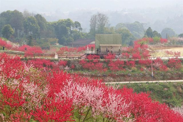 陌上花开 | 纳溪：赴一场春之约，赏一树桃花开