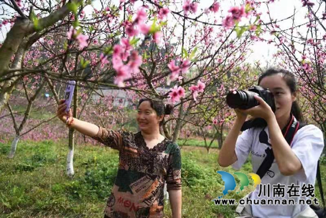 泸州通滩：桃花怒绽放，游人乐林中！(图1)