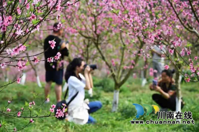 泸州通滩：桃花怒绽放，游人乐林中！(图2)