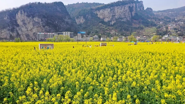 绝不能错过的赏花盛宴！三月哪里美如画，正是双沙油菜花……(图2)