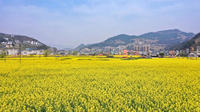 绝不能错过的赏花盛宴！三月哪里美如画，正是双沙油菜花……(图9)