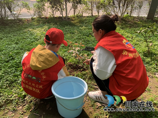 江阳区华阳街道：为小区添一抹绿，守护美好家园(图7)