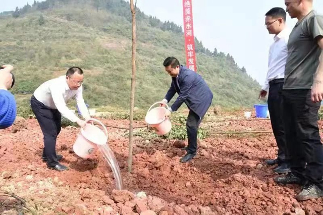 泸州市2022年完成义务植树30万株(图7)