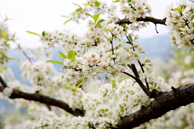 乌蒙花海图片