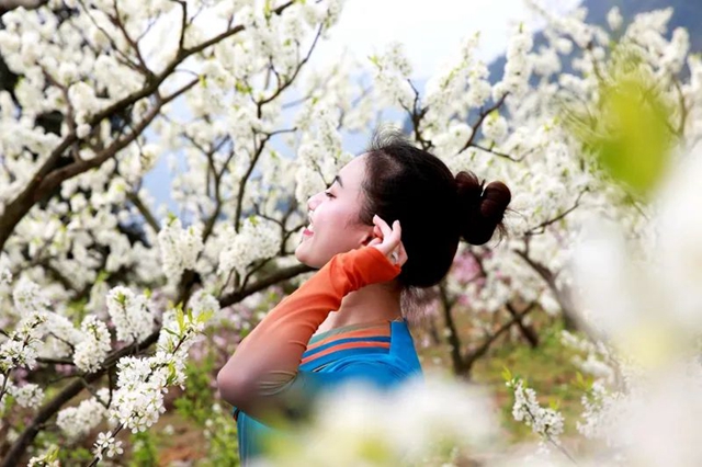 叙永乌蒙花海迎来盛花期，花舞人间最诗意！(图4)