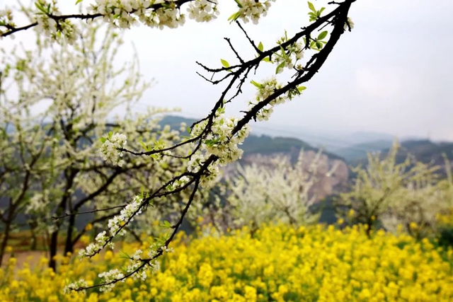 乌蒙花海图片