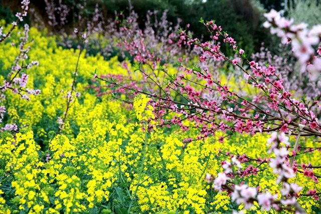 乌蒙花海图片