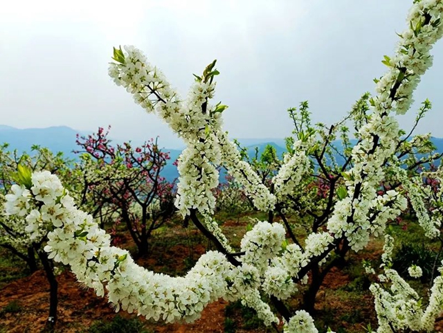 叙永乌蒙花海迎来盛花期，花舞人间最诗意！(图9)