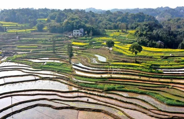 《人民日报》头版关注泸州纳溪春耕生产(图5)