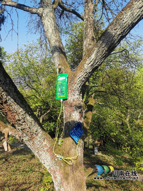 凝聚生态保护共识！泸县云锦镇人大代表、政协委员助推百年梨园绿色发展(图3)