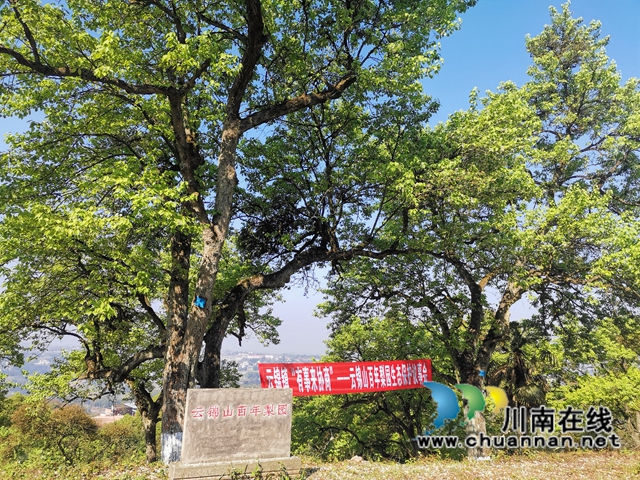 凝聚生态保护共识！泸县云锦镇人大代表、政协委员助推百年梨园绿色发展(图4)