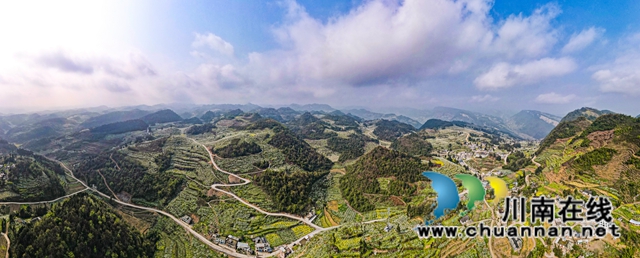 古蔺县金兰街道：脆红李花缀满枝，丰收有盼头！(图1)