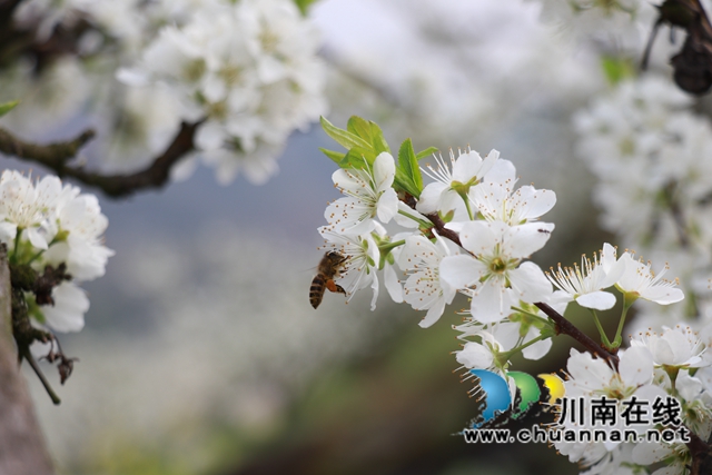 古蔺县金兰街道：脆红李花缀满枝，丰收有盼头！(图5)