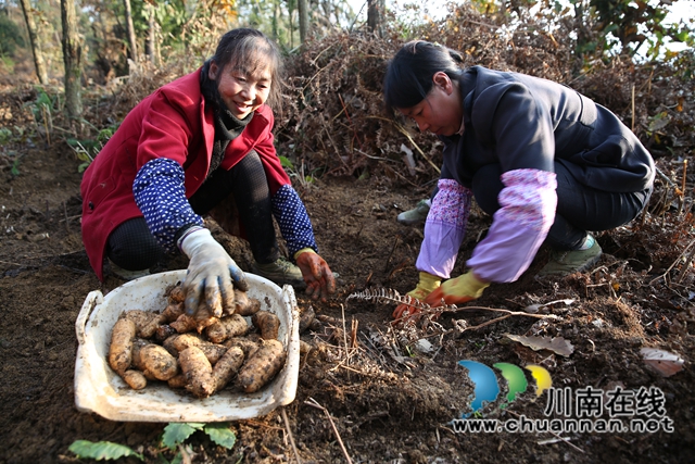 大规模种植乌天麻,古蔺县彰德街道让“贫瘠大山”变成“致富青山”(图2) 大规模种植乌天麻,古蔺县彰德街道让“贫瘠大山”变成“致富青山”(图2)