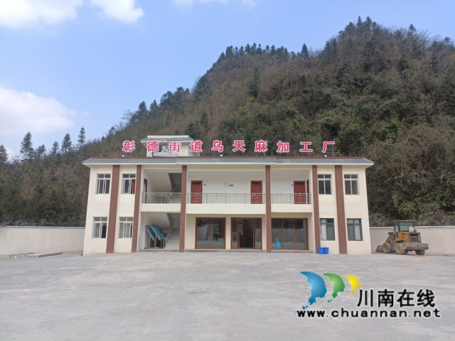 大规模种植乌天麻,古蔺县彰德街道让“贫瘠大山”变成“致富青山”(图3) 大规模种植乌天麻,古蔺县彰德街道让“贫瘠大山”变成“致富青山”(图3)