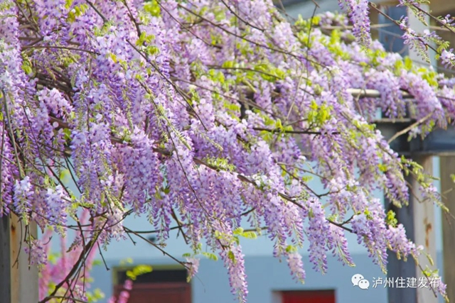 “花”点时间，看泸州“街花”图鉴(图2)