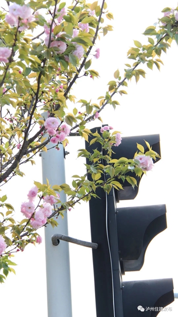 “花”点时间，看泸州“街花”图鉴(图1)