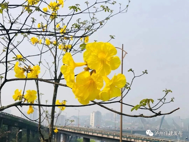 “花”点时间，看泸州“街花”图鉴(图4)