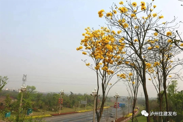 “花”点时间，看泸州“街花”图鉴(图5)