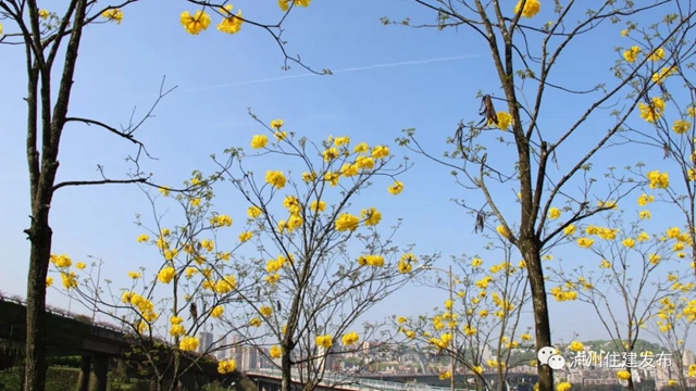 “花”点时间，看泸州“街花”图鉴(图8)