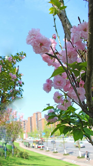 “花”点时间，看泸州“街花”图鉴(图10)