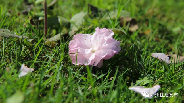 “花”点时间，看泸州“街花”图鉴(图9)