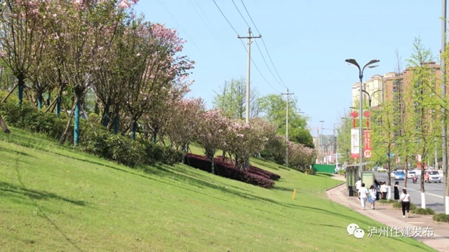 “花”点时间，看泸州“街花”图鉴(图11)