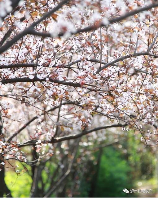 “花”点时间，看泸州“街花”图鉴(图17)