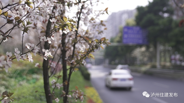 “花”点时间，看泸州“街花”图鉴(图18)