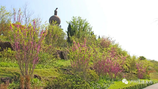 “花”点时间，看泸州“街花”图鉴(图21)