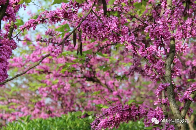 “花”点时间，看泸州“街花”图鉴(图19)