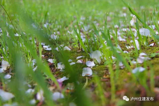 “花”点时间，看泸州“街花”图鉴(图26)