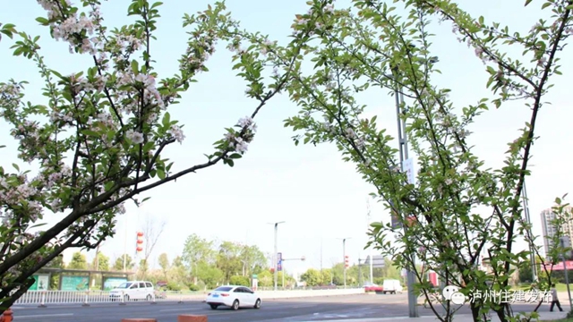 “花”点时间，看泸州“街花”图鉴(图23)