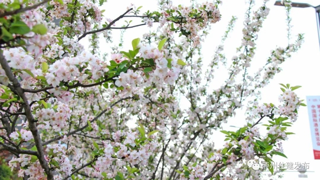 “花”点时间，看泸州“街花”图鉴(图24)