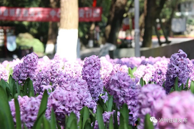 “花”点时间，看泸州“街花”图鉴(图28)