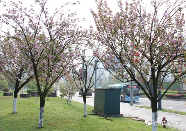 “花”点时间，看泸州“街花”图鉴(图29)